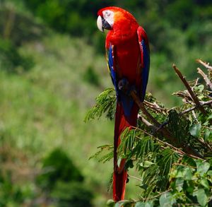 Close-up of parrot perching on tree