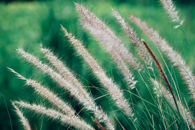 Close-up of stalks in grass
