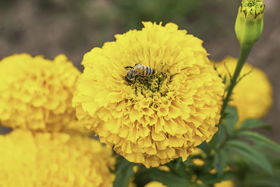 Close-up of bee pollinating on yellow flower