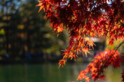 Close-up of maple leaves on tree during autumn