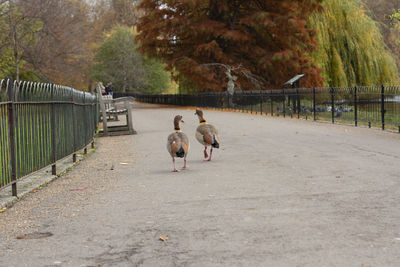 View of birds walking on footpath