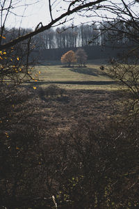 View of bare trees on snow covered land