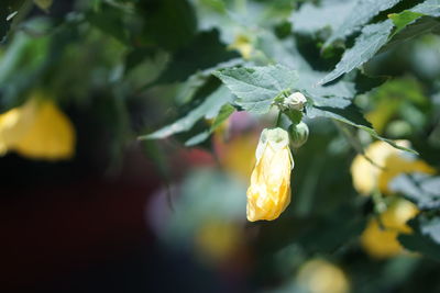 Close-up of yellow flowering plant