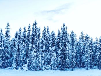 Snow covered pine trees against sky