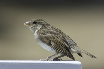 House sparrow in town looking for food.