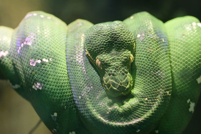Emerald boa curled around branch head in center of coil eyes closed
