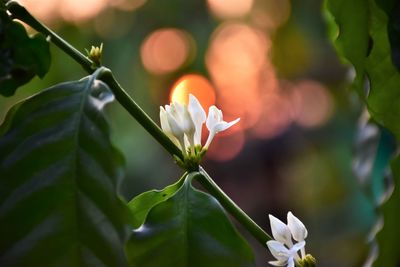 Close-up of flowering plant