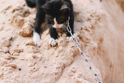 High angle view of cat on sand