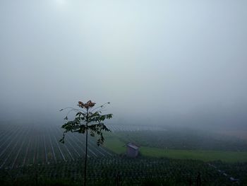 Plant growing on field against sky