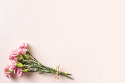 Close-up of pink flower over white background