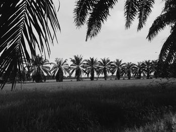 Palm trees on field against sky