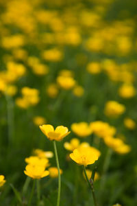 Close-up of yellow flower blooming in field