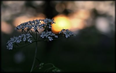 Close-up of flowers against blurred background