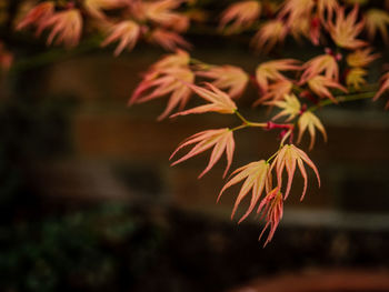 Young acer leaves