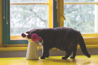 Dog on yellow window