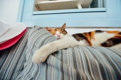 Cat sleeping indoors