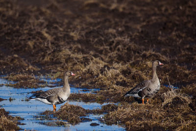 Birds in lake