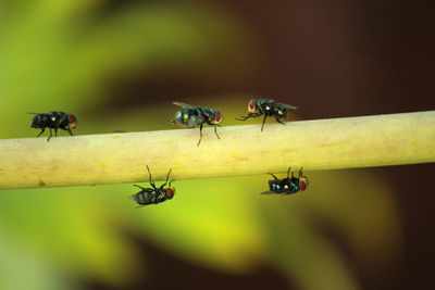 Close-up of ant on plant