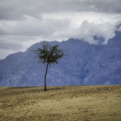 Tree on desert against sky