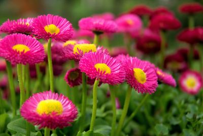 Close-up of pink flowering plants on field