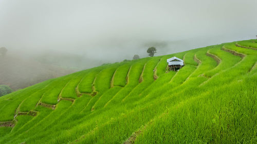 Scenic view of agricultural field