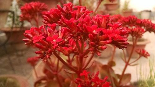 Close-up of pink flowers