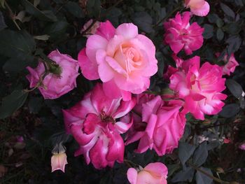 Close-up of pink flower