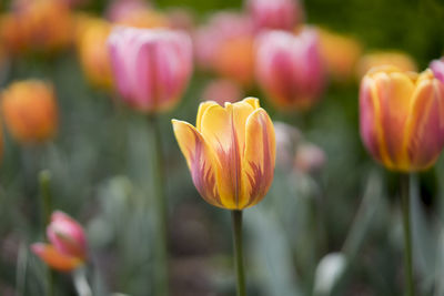 Close-up of red tulip blooming outdoors