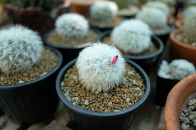 Close-up of birds on potted plant