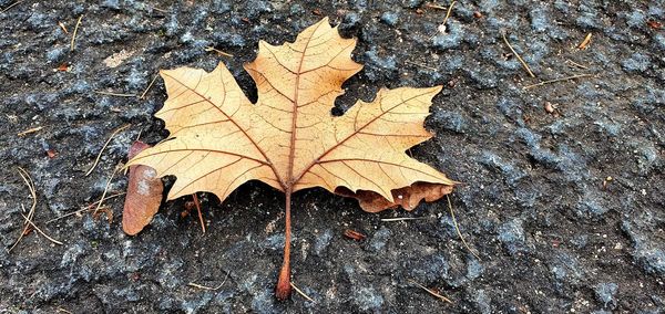 High angle view of maple leaf on street