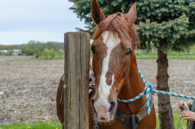 Close-up of horse standing on field against sky