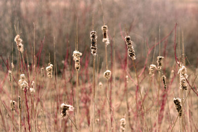 Close-up of plants growing on field