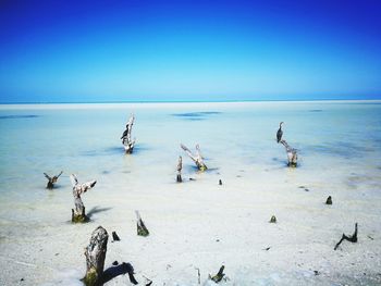 View of driftwood on beach against blue sky