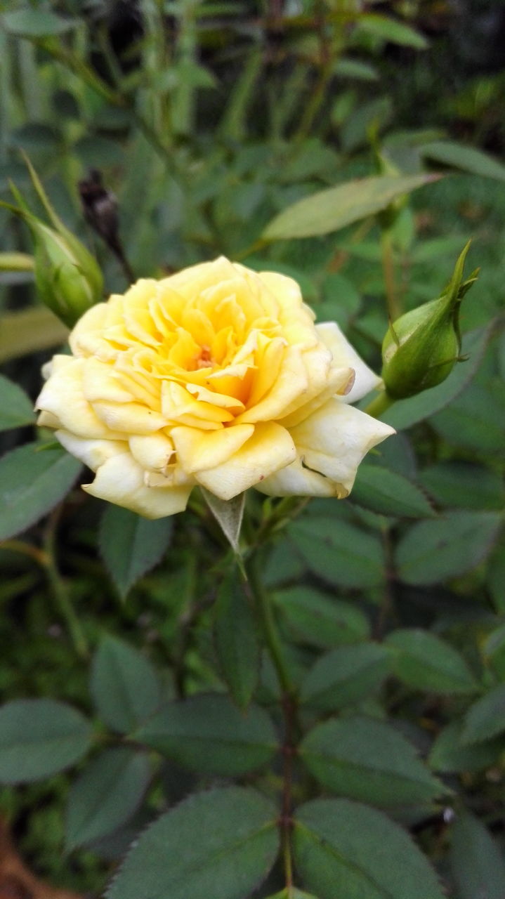 flower, petal, flower head, freshness, fragility, yellow, growth, beauty in nature, close-up, blooming, focus on foreground, single flower, plant, nature, in bloom, park - man made space, rose - flower, blossom, day, outdoors