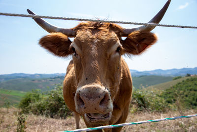 Portrait of a horse on land