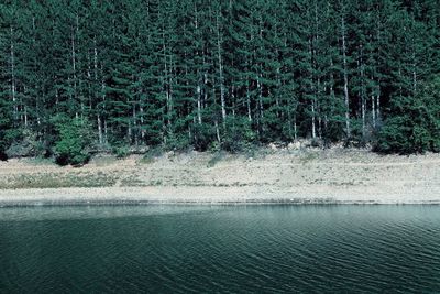 Scenic view of lake in forest