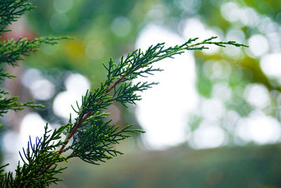 Close up of pine leaves 