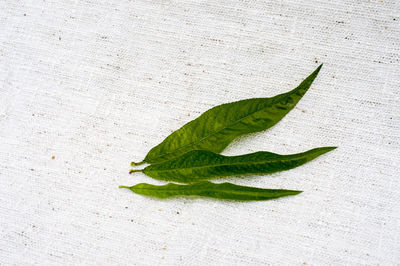 Close-up of leaf against white background