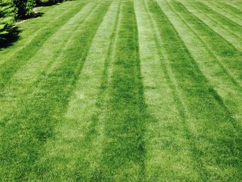 Scenic view of green landscape