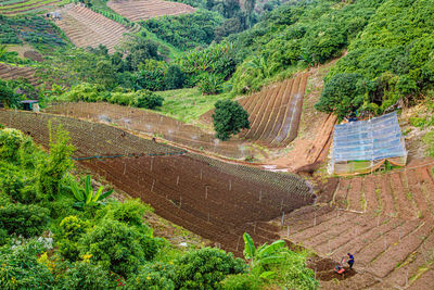 High angle view of trees on mountain