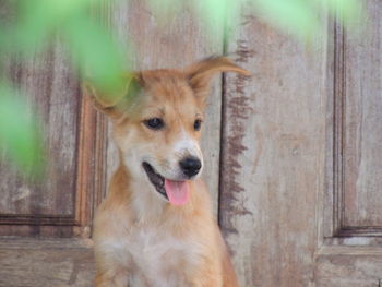 Close-up of a dog looking away