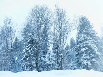 Snow covered trees against sky