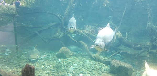 Fish swimming in sea