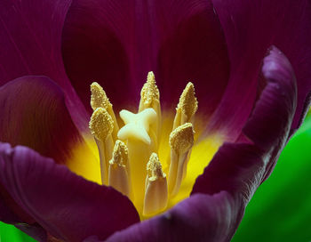 Close-up of purple iris