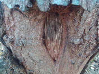 Full frame shot of tree trunk