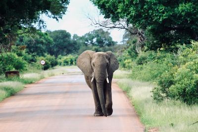 Elephant walking on road amidst trees