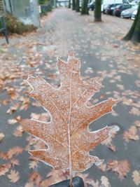 Close-up of dry maple leaf on street