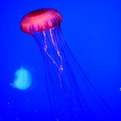 Close-up of jellyfish swimming in sea