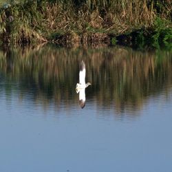 Swan swimming on lake