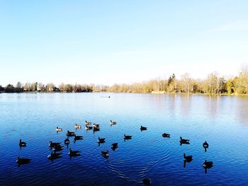 Ducks swimming in lake